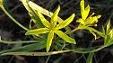 Acker-Goldstern (Foto: B. Schwarzberg) Acker-Goldstern (Foto: B. Schwarzberg)