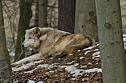 B&auml;renpark (Foto: Michael Caspari ( blitzlicht-nordhausen.de ))