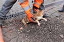 Katzenrettung (Foto: Feuerwehr Heiligenstadt)