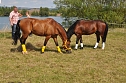 Kampf der Giganten Sundhausen (Foto: nnz-City Scout: Sven G&auml;mkow)