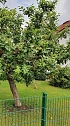 Apfelbaum in Sülzhayn (Foto: R.Barth) Apfelbaum in Sülzhayn (Foto: R.Barth)