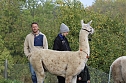 Unterwegs mit den Unstrut Lamas aus Herbsleben (Foto: Eva Maria Wiegand) Unterwegs mit den Unstrut Lamas aus Herbsleben (Foto: Eva Maria Wiegand)