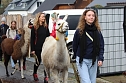 Unterwegs mit den Unstrut Lamas aus Herbsleben (Foto: Eva Maria Wiegand) Unterwegs mit den Unstrut Lamas aus Herbsleben (Foto: Eva Maria Wiegand)