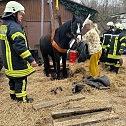 Das Pferd war in eine frühere, jetzt leere, Güllegrube gerutscht. (Foto: Fotos: Feuerwehr Trebra/Silvio Dietzel) Das Pferd war in eine frühere, jetzt leere, Güllegrube gerutscht. (Foto: Fotos: Feuerwehr Trebra/Silvio Dietzel)