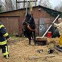 Das Pferd war in eine frühere, jetzt leere, Güllegrube gerutscht. (Foto: Fotos: Feuerwehr Trebra/Silvio Dietzel) Das Pferd war in eine frühere, jetzt leere, Güllegrube gerutscht. (Foto: Fotos: Feuerwehr Trebra/Silvio Dietzel)