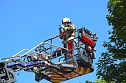 Ein Mauersegler war in Heiligenstadt in Gefahr geraten.  (Foto: Niklas-Finn Beck)