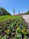 Neue Pflanzen ziehen auf dem Gelände der Landesgartenschau ein. (Foto: René Weißbach) Neue Pflanzen ziehen auf dem Gelände der Landesgartenschau ein. (Foto: René Weißbach)