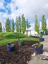 Vorbereitungen für den Sommerflor auf der Landesgartenschau (Foto: Stadt Leinefelde-Worbis) Vorbereitungen für den Sommerflor auf der Landesgartenschau (Foto: Stadt Leinefelde-Worbis)