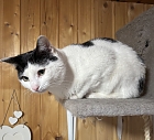 Kater