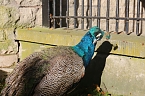 Goldener Herbst im B&auml;renpark Worbis (Foto: Angelo Glashagel)