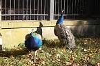 Goldener Herbst im B&auml;renpark Worbis (Foto: Angelo Glashagel)