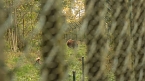 Goldener Herbst im B&auml;renpark Worbis (Foto: Angelo Glashagel)