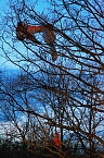 Gleitschirmflieger auf Baum (Foto: Silvio Dietzel)