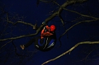 Gleitschirmflieger auf Baum (Foto: Silvio Dietzel)