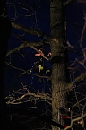 Gleitschirmflieger auf Baum (Foto: Silvio Dietzel)