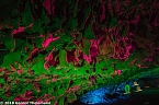 In einem ganz besonderen Licht (Foto: Gernot Thelemann) In einem ganz besonderen Licht (Foto: Gernot Thelemann)