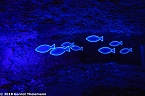 In einem ganz besonderen Licht (Foto: Gernot Thelemann) In einem ganz besonderen Licht (Foto: Gernot Thelemann)