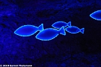 In einem ganz besonderen Licht (Foto: Gernot Thelemann) In einem ganz besonderen Licht (Foto: Gernot Thelemann)