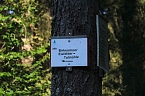 Peter Blei beim Waldspaziergang (Foto: Peter Blei) Peter Blei beim Waldspaziergang (Foto: Peter Blei)