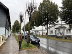 50 Bäume müssen in Leinefelde und Worbis bis Ende Februar fallen (Foto: Stadt Leinefelde-Worbis) 50 Bäume müssen in Leinefelde und Worbis bis Ende Februar fallen (Foto: Stadt Leinefelde-Worbis)
