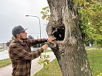 50 Bäume müssen in Leinefelde und Worbis bis Ende Februar fallen (Foto: Stadt Leinefelde-Worbis) 50 Bäume müssen in Leinefelde und Worbis bis Ende Februar fallen (Foto: Stadt Leinefelde-Worbis)