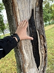 50 Bäume müssen in Leinefelde und Worbis bis Ende Februar fallen (Foto: Stadt Leinefelde-Worbis) 50 Bäume müssen in Leinefelde und Worbis bis Ende Februar fallen (Foto: Stadt Leinefelde-Worbis)