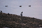 Besuch am Stausee (Foto: P.Blei)