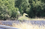 Unfall mit t&ouml;dlichem Ausgang (Foto: S.Dietzel)