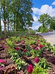 Vorbereitungen für den Sommerflor auf der Landesgartenschau (Foto: Stadt Leinefelde-Worbis) Vorbereitungen für den Sommerflor auf der Landesgartenschau (Foto: Stadt Leinefelde-Worbis)