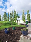 Vorbereitungen für den Sommerflor auf der Landesgartenschau (Foto: Stadt Leinefelde-Worbis) Vorbereitungen für den Sommerflor auf der Landesgartenschau (Foto: Stadt Leinefelde-Worbis)