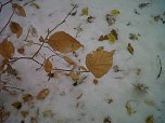 Herbst und Winter (Foto: G. Sch&uuml;tze)