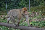 Affenwald Erlebnispark Strau&szlig;berg (Foto: Sven G&auml;mkow)