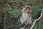 Affenwald Erlebnispark Strau&szlig;berg (Foto: Sven G&auml;mkow)