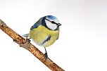 Winterv&ouml;gel z&auml;hlen: Blaumeise (Foto: Frank Derer)
