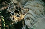 Wildkatzen (Foto: &copy; BUND/T. Stephan)