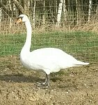 Schwanenrettung (Foto: API) Schwanenrettung (Foto: API)