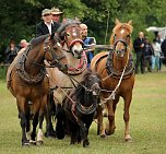 Pferde, Pferde und nochmals Pferde (Foto: Berti Voigt) Pferde, Pferde und nochmals Pferde (Foto: Berti Voigt)
