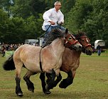 Pferde, Pferde und nochmals Pferde (Foto: Berti Voigt) Pferde, Pferde und nochmals Pferde (Foto: Berti Voigt)