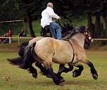 Pferde, Pferde und nochmals Pferde (Foto: Berti Voigt) Pferde, Pferde und nochmals Pferde (Foto: Berti Voigt)