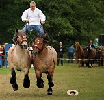 Pferde, Pferde und nochmals Pferde (Foto: Berti Voigt) Pferde, Pferde und nochmals Pferde (Foto: Berti Voigt)