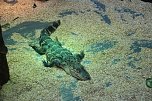 Welt der Reptilien in der Wiedingsburghalle (Foto: nnz-City Scout: Sven G&auml;mkow)