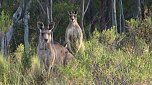 Grausame Jagd auf K&auml;ngurus (Foto: Greg Keightley)