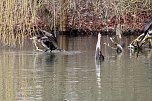 Kormorane in Nordhausen im Stadtpark  (Foto: Eva Maria Wiegand)