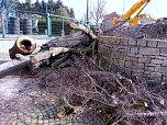 Baumf&auml;llung im Ringau unvermeidlich (Foto: Stadt Leinefelde-Worbis)