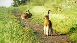 Feldhasen am Sommermorgen (Foto: U.Reinboth)