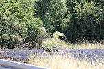 Unfall mit t&ouml;dlichem Ausgang (Foto: S.Dietzel)