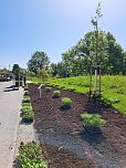 Neue Pflanzen ziehen auf dem Gelände der Landesgartenschau ein. (Foto: René Weißbach) Neue Pflanzen ziehen auf dem Gelände der Landesgartenschau ein. (Foto: René Weißbach)