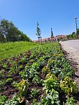 Neue Pflanzen ziehen auf dem Gelände der Landesgartenschau ein. (Foto: René Weißbach) Neue Pflanzen ziehen auf dem Gelände der Landesgartenschau ein. (Foto: René Weißbach)