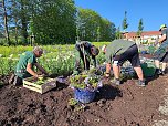 Neue Pflanzen ziehen auf dem Gelände der Landesgartenschau ein. (Foto: René Weißbach) Neue Pflanzen ziehen auf dem Gelände der Landesgartenschau ein. (Foto: René Weißbach)