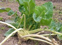 Kohlrabi überwintert Bild: Kohlrabi überwintert